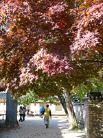 Red Leaves