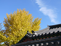 Yellow Leaves