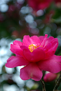 Camellia