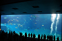 Churaumi Aquarium