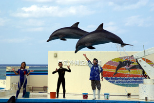 Jumping Dolphin